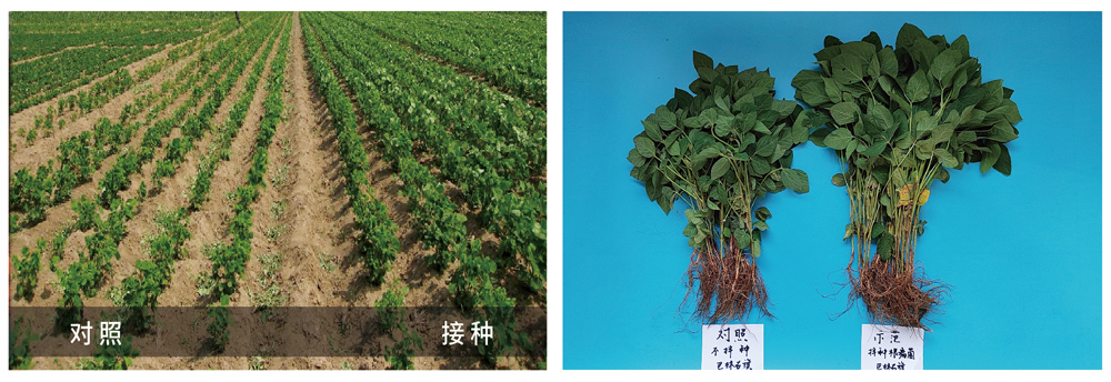 領(lǐng)先生物推進(jìn)根瘤菌劑應(yīng)用助力大豆產(chǎn)能提升 領(lǐng)先生物推進(jìn)根瘤菌劑應(yīng)用助力大豆產(chǎn)能提升